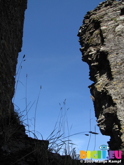 SX09370 Long grass growing on window in Restormel Castle